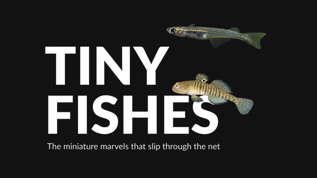 TF-webpage-feature copy