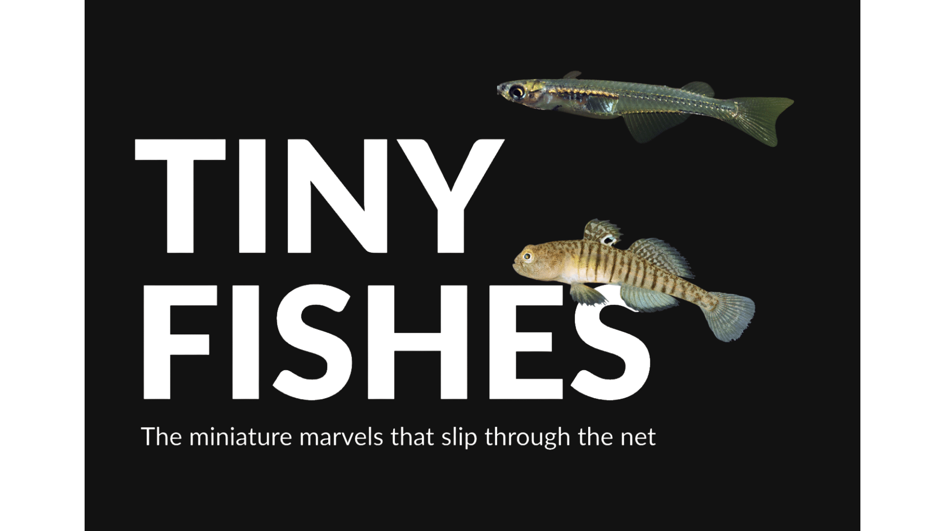 Tiny Fishes report cover