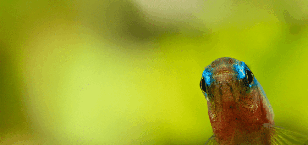 A cardinal tetra, a species from SHOAL's tiny fishes report, poking its head into the frame of a photograph in the bottom left.