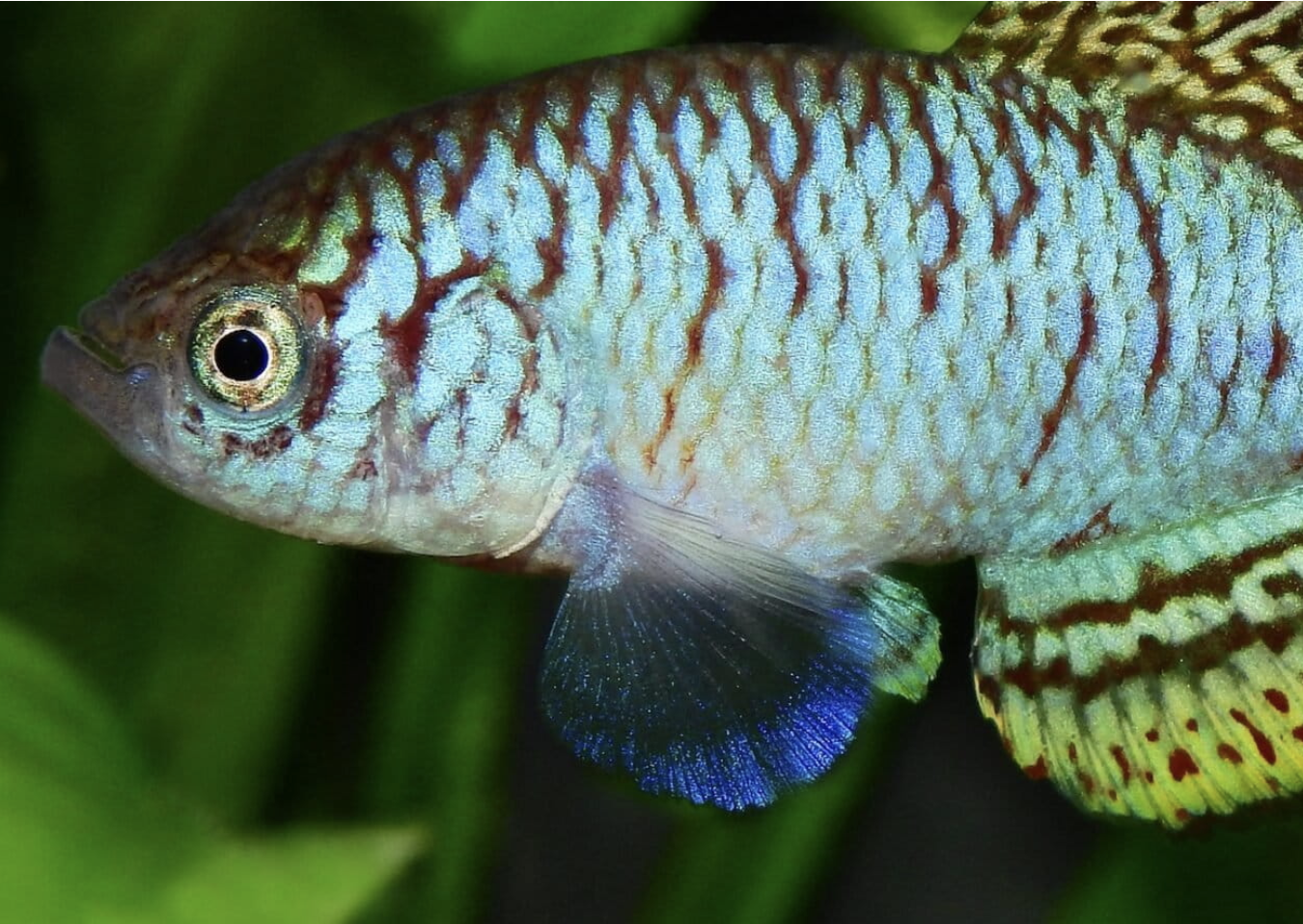 Rainbow Killi (Nothobranchius iridescens