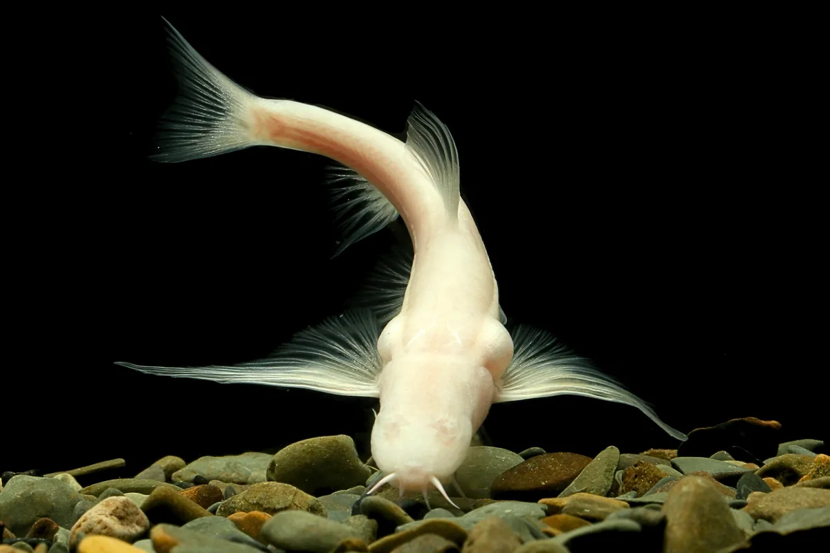 Yangs Plataeu Loach